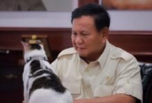 Kesayangan Prabowo, Harga Stroller Bobby Kertanegara Lebih Mahal dari UMR Jawa Tengah